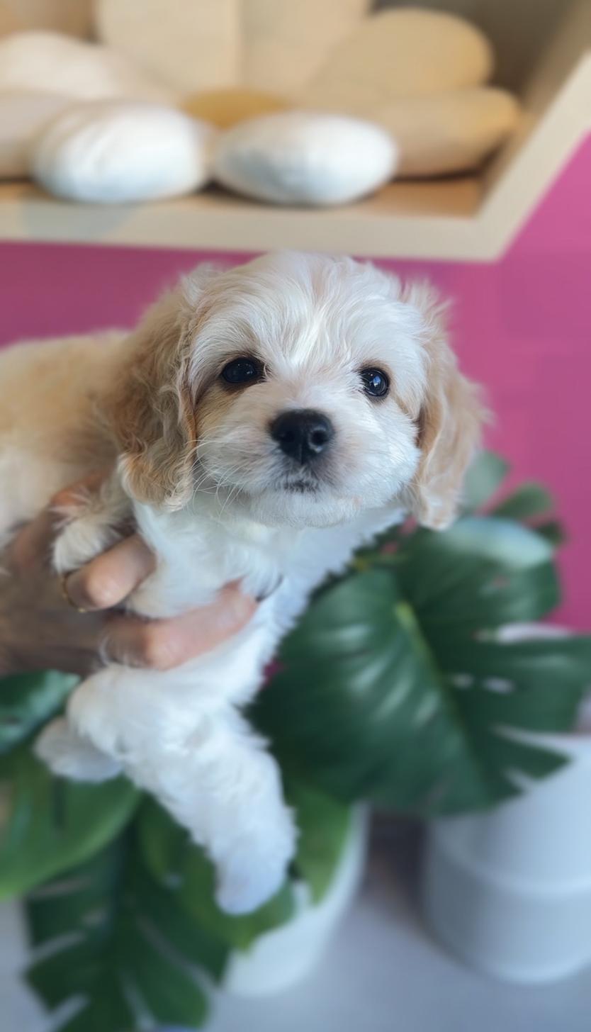 埼玉県のキャバプー(キャバリア×プードル) (PET SHOP Tiny tales/2025年11月6日生まれ/女の子/ブレンハイム)の子犬の2枚目の画像