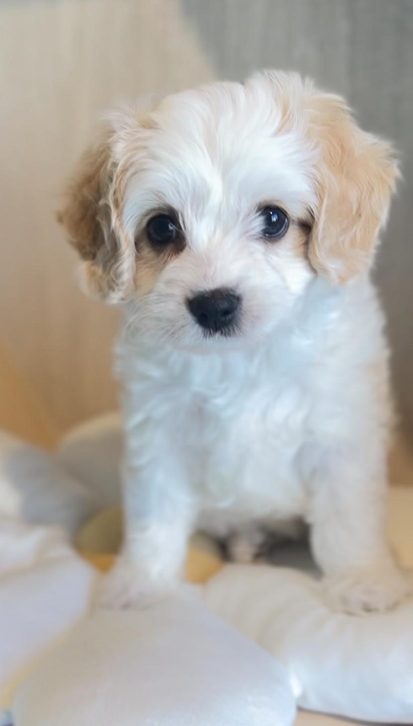 埼玉県のキャバプー(キャバリア×プードル) (PET SHOP Tiny tales/2025年11月6日生まれ/女の子/ブレンハイム)の子犬の3枚目の画像