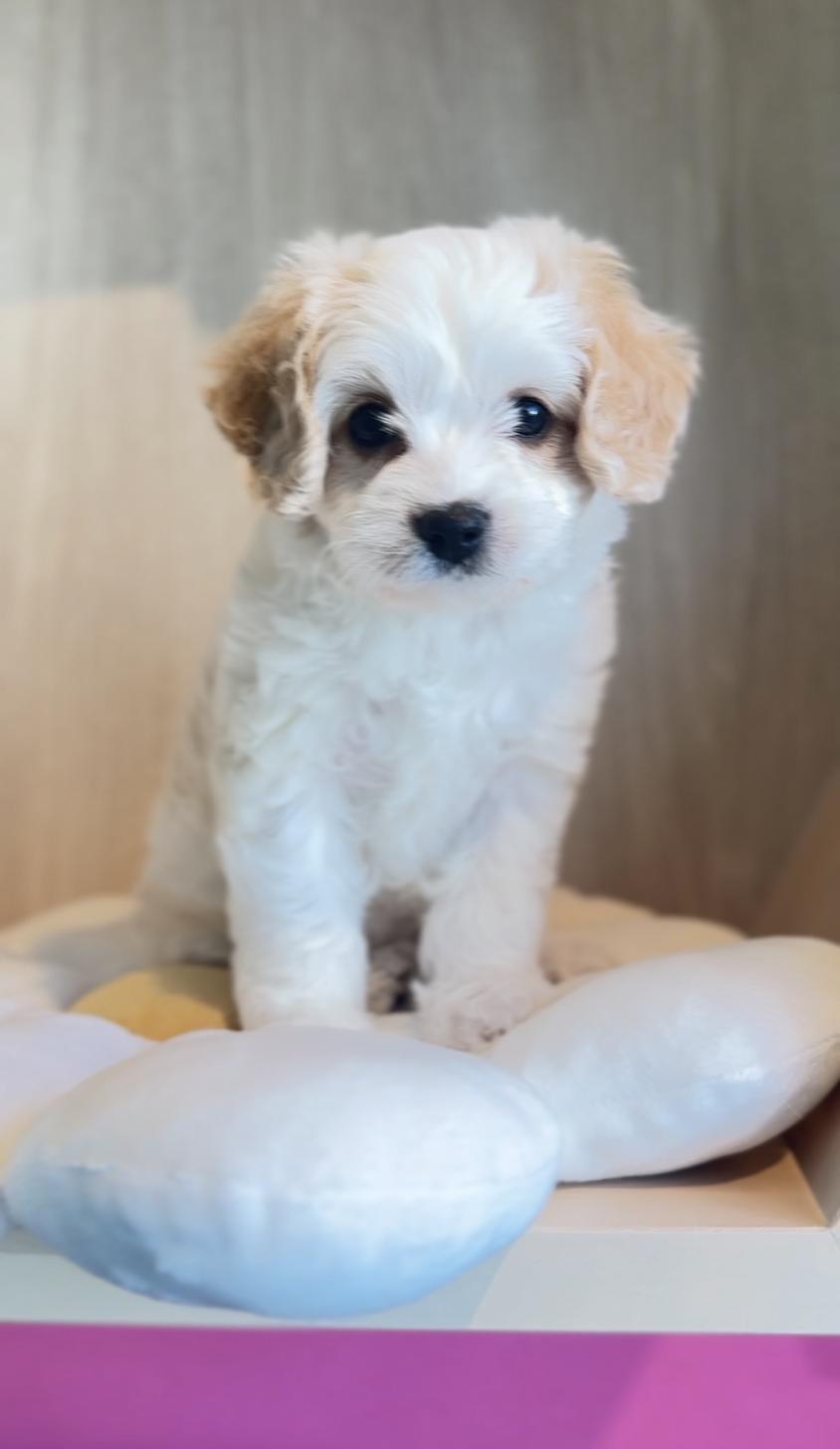 埼玉県のキャバプー(キャバリア×プードル) (PET SHOP Tiny tales/2025年11月6日生まれ/女の子/ブレンハイム)の子犬の4枚目の画像