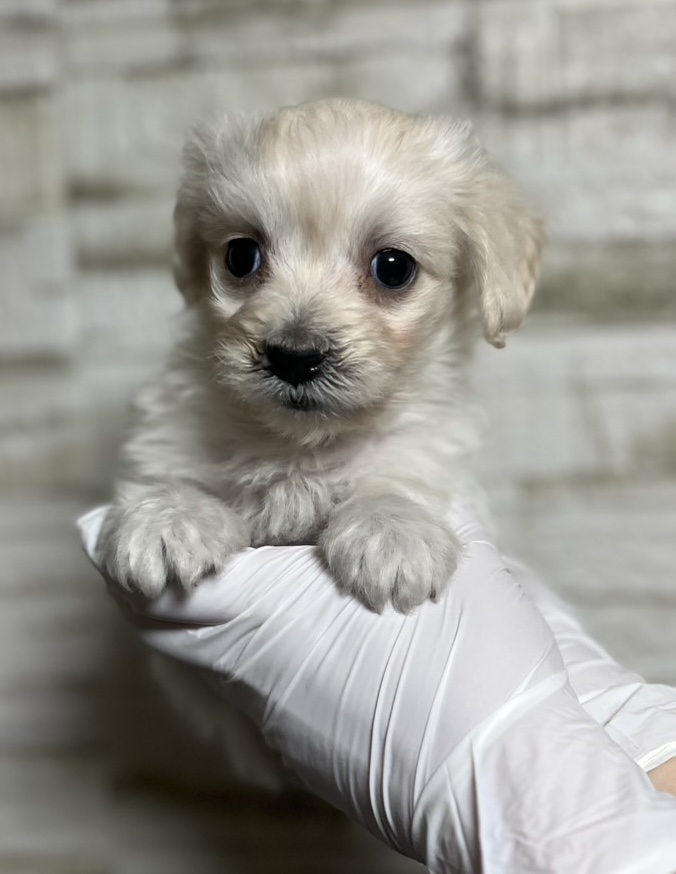 埼玉県のマルックス(マルチーズ×ダックス) (ペッツスマイル南中野店/2025年10月19日生まれ/男の子/ホワイト)の子犬の1枚目の画像