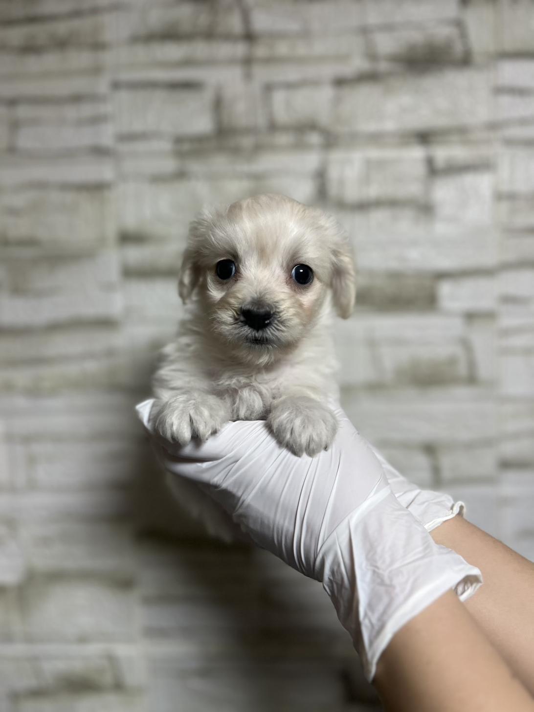 埼玉県のマルックス(マルチーズ×ダックス) (ペッツスマイル南中野店/2025年10月19日生まれ/男の子/ホワイト)の子犬の2枚目の画像
