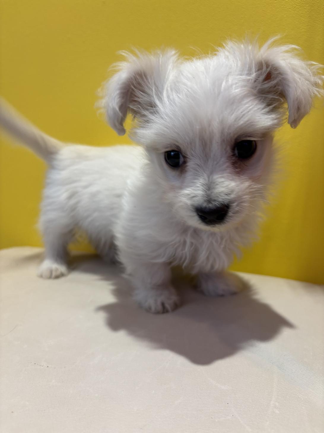 埼玉県のマルックス(マルチーズ×ダックス) (ペッツスマイル南中野店/2025年10月19日生まれ/男の子/ホワイト)の子犬の2枚目の画像