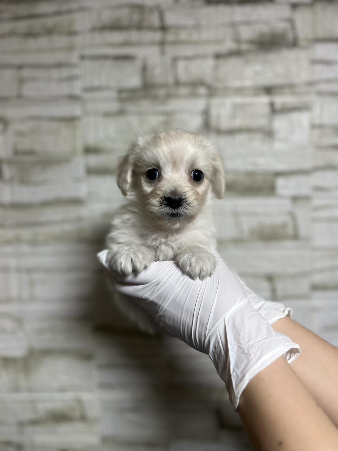 埼玉県のマルックス(マルチーズ×ダックス) (ペッツスマイル南中野店/2025年10月19日生まれ/男の子/ホワイト)の子犬の3枚目の画像