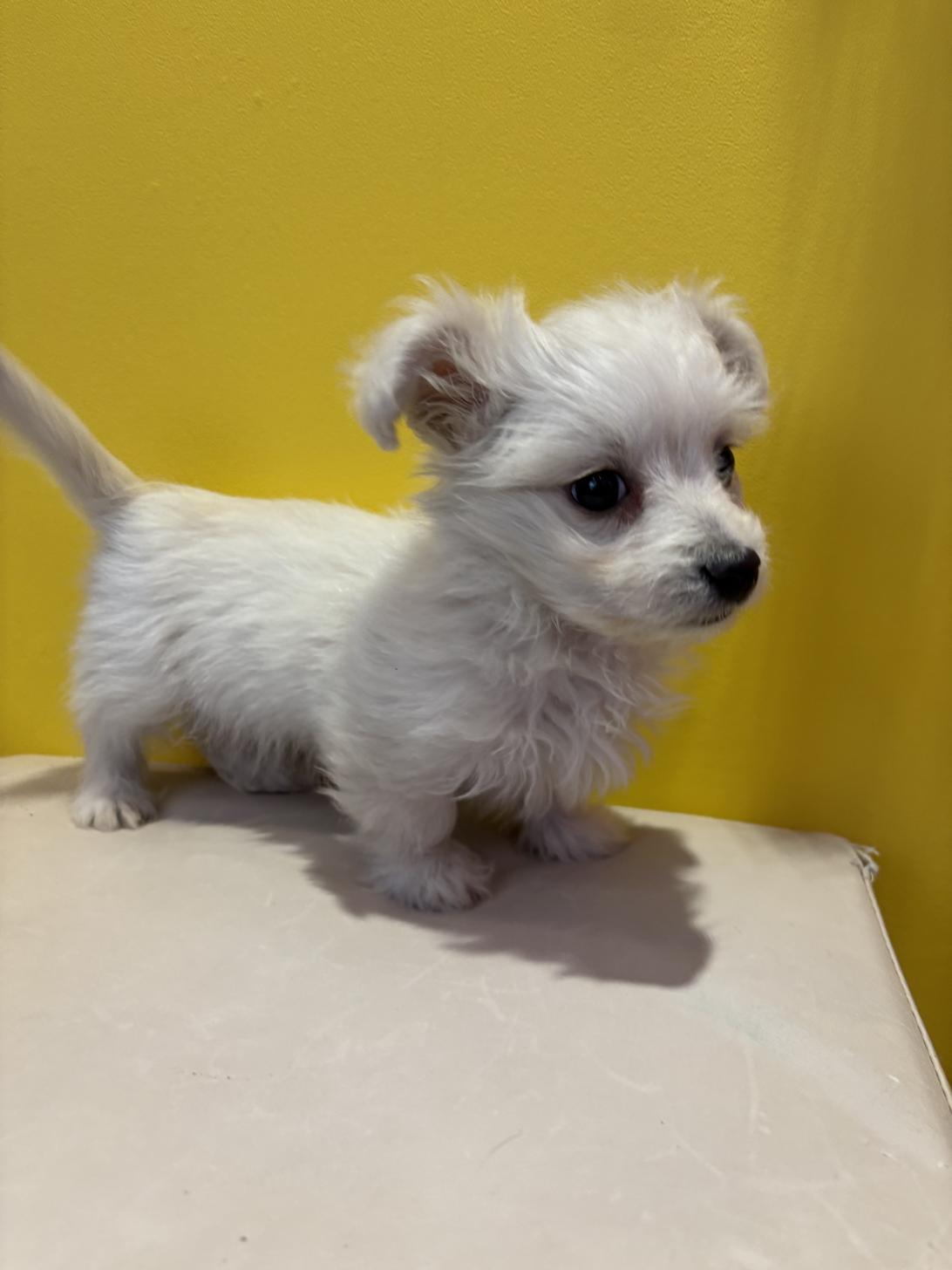 埼玉県のマルックス(マルチーズ×ダックス) (ペッツスマイル南中野店/2025年10月19日生まれ/男の子/ホワイト)の子犬の4枚目の画像