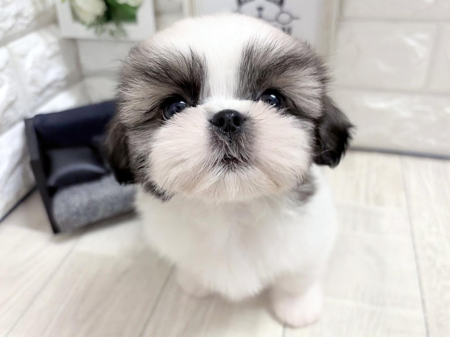 和歌山県のシーズー (DOGMAN和歌山店/2026年8月30日生まれ/男の子/ホワイトゴールド)の子犬の1枚目の画像