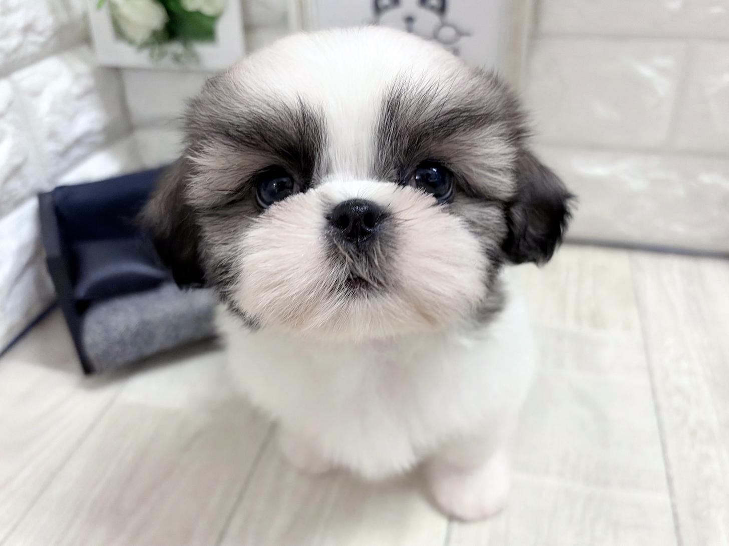 和歌山県のシーズー (DOGMAN和歌山店/2026年8月30日生まれ/男の子/ホワイトゴールド)の子犬の2枚目の画像
