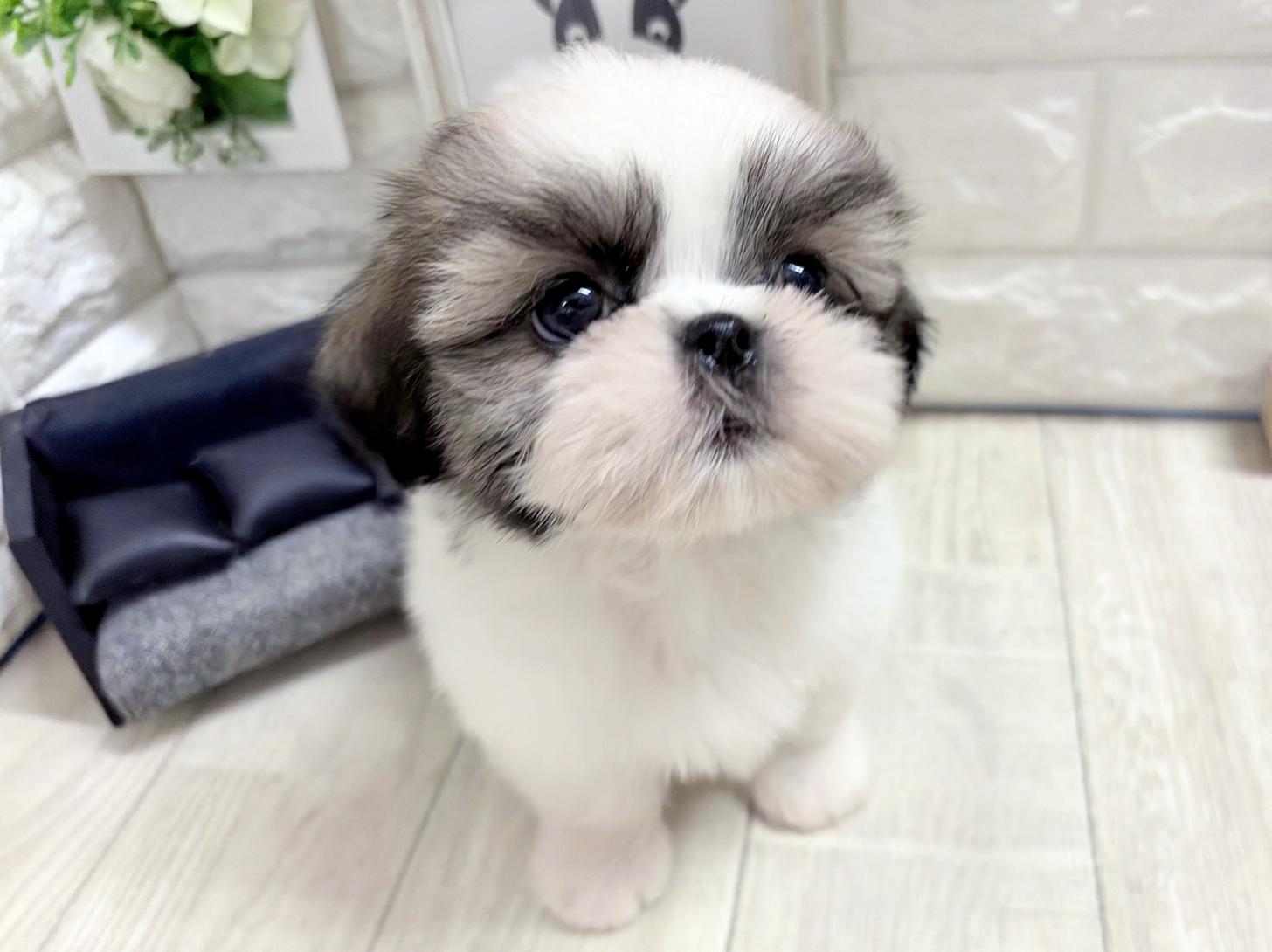 和歌山県のシーズー (DOGMAN和歌山店/2026年8月30日生まれ/男の子/ホワイトゴールド)の子犬の3枚目の画像