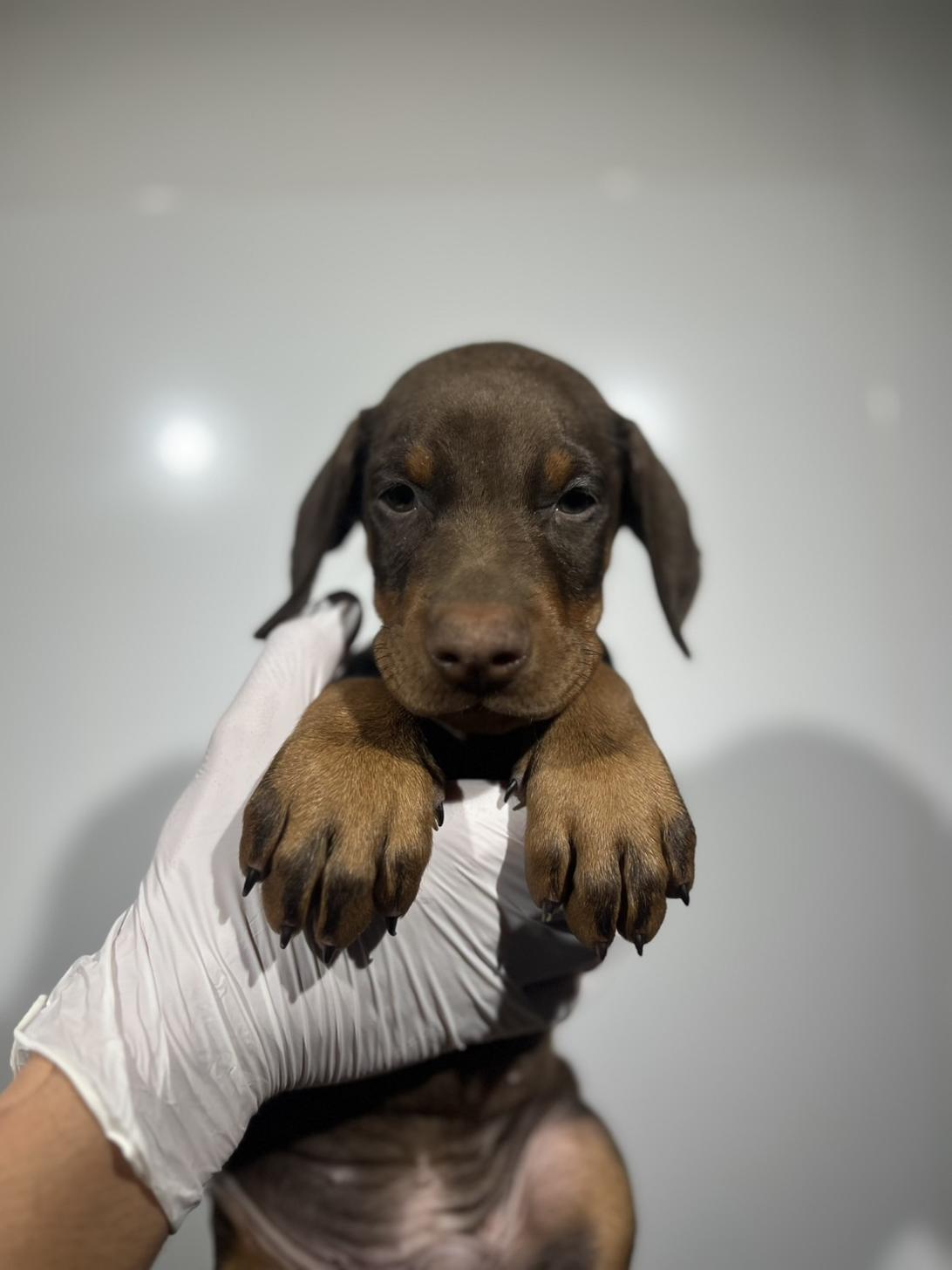 埼玉県のドーベルマン (ペッツスマイル加須インター店/2025年9月25日生まれ/男の子/チョコレートタン)の子犬の1枚目の画像