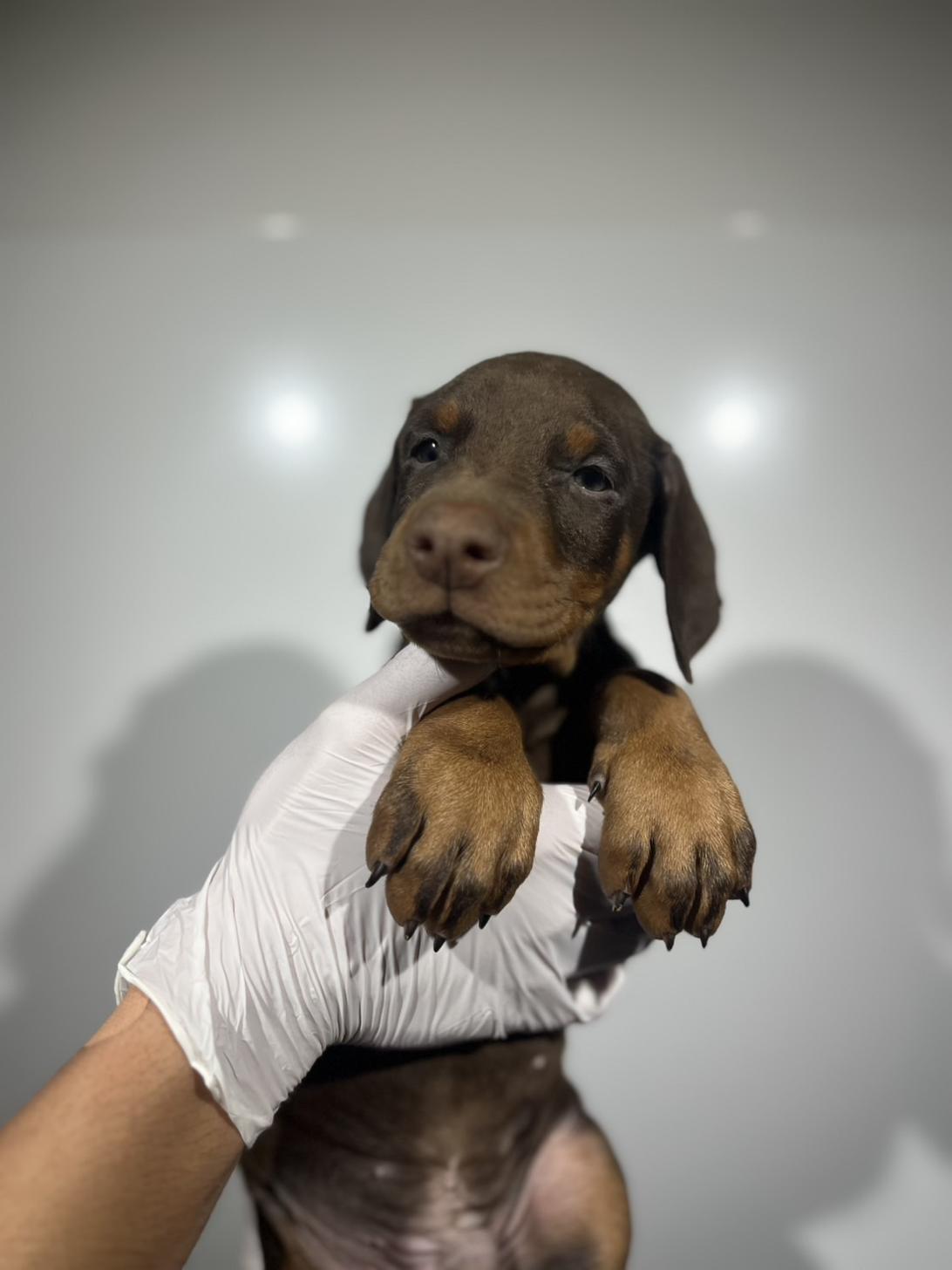 埼玉県のドーベルマン (ペッツスマイル加須インター店/2025年9月25日生まれ/男の子/チョコレートタン)の子犬の2枚目の画像