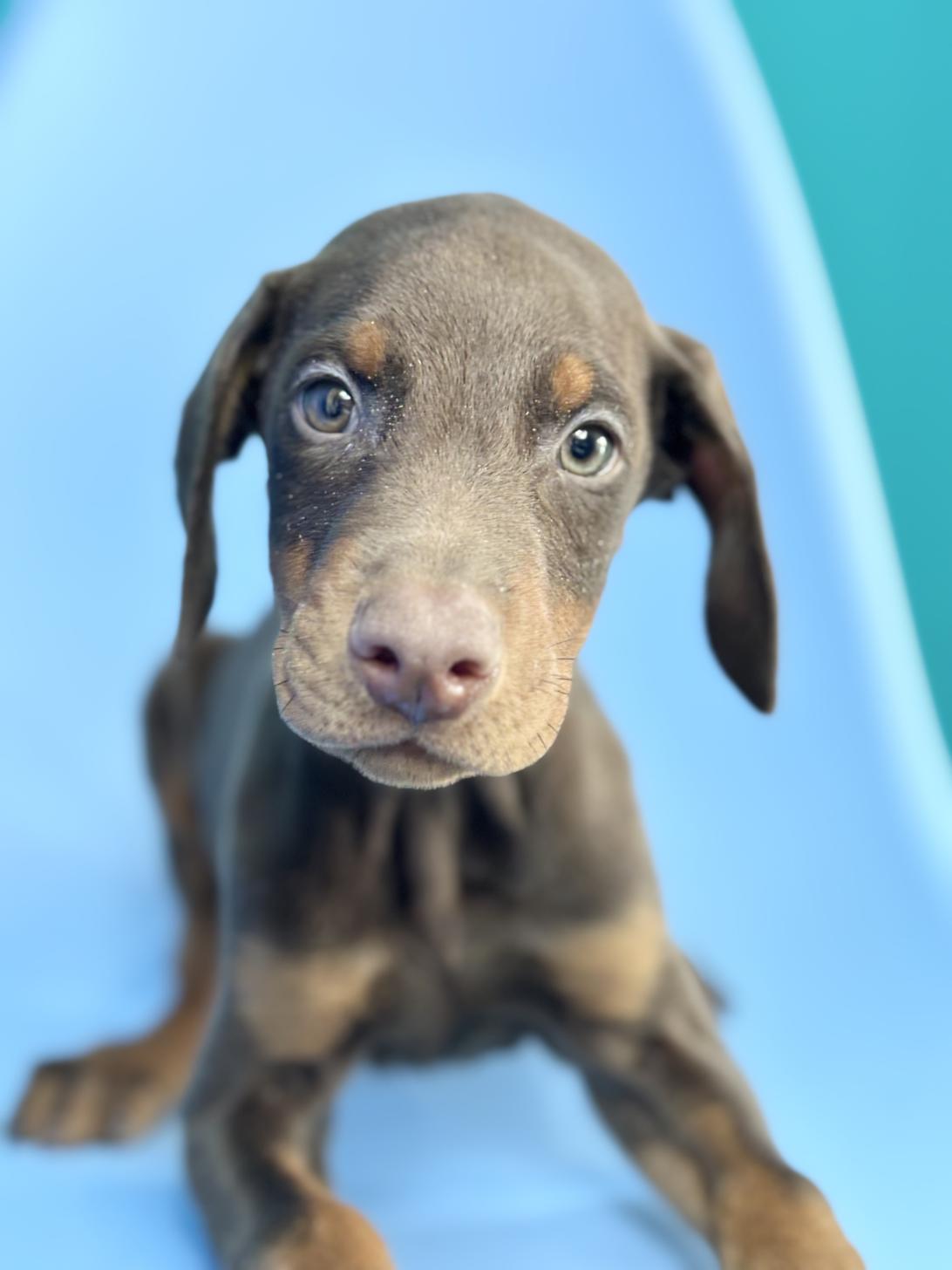 埼玉県のドーベルマン (ペッツスマイル加須インター店/2025年9月25日生まれ/男の子/チョコレートタン)の子犬の2枚目の画像