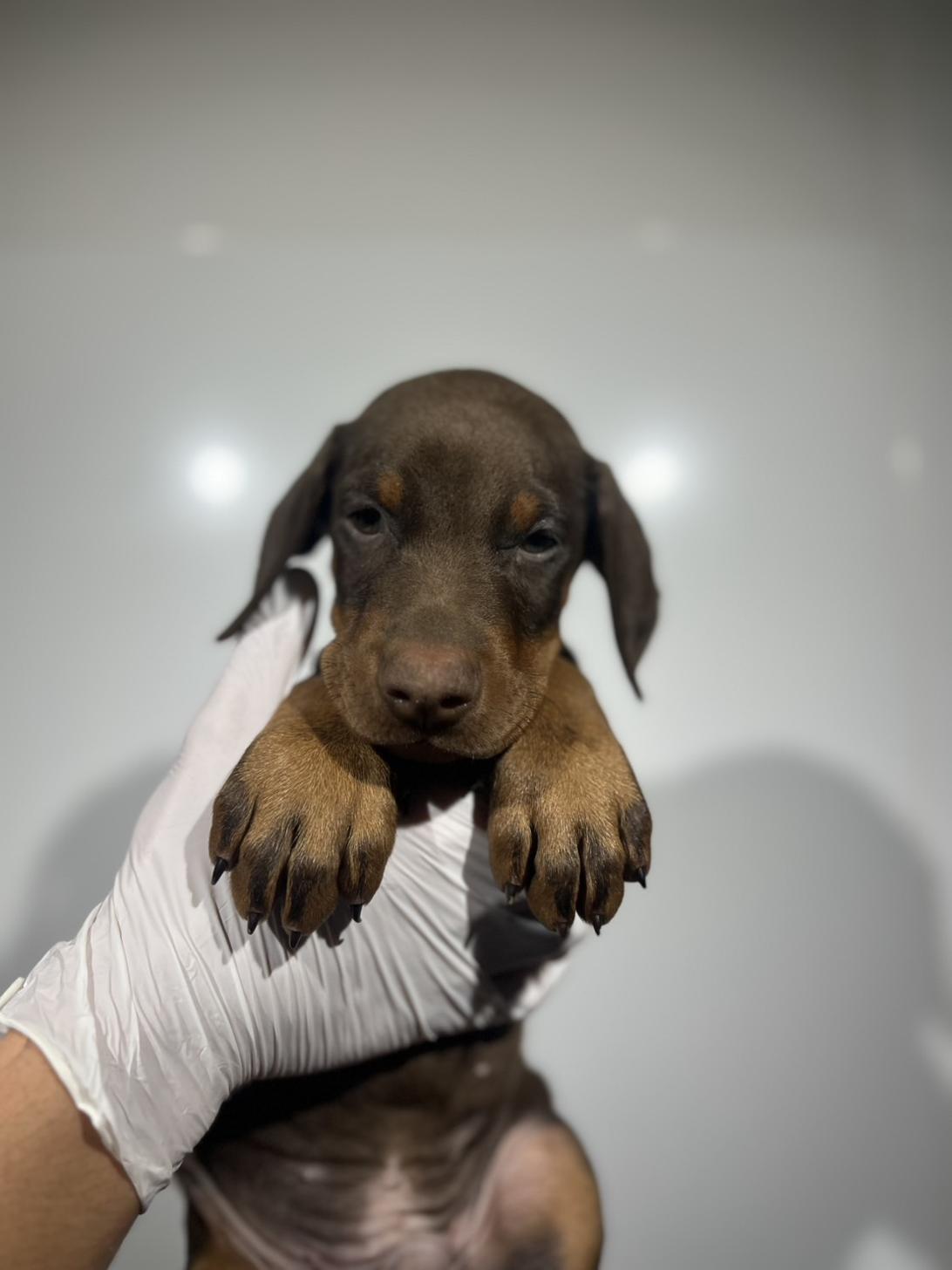 埼玉県のドーベルマン (ペッツスマイル加須インター店/2025年9月25日生まれ/男の子/チョコレートタン)の子犬の3枚目の画像