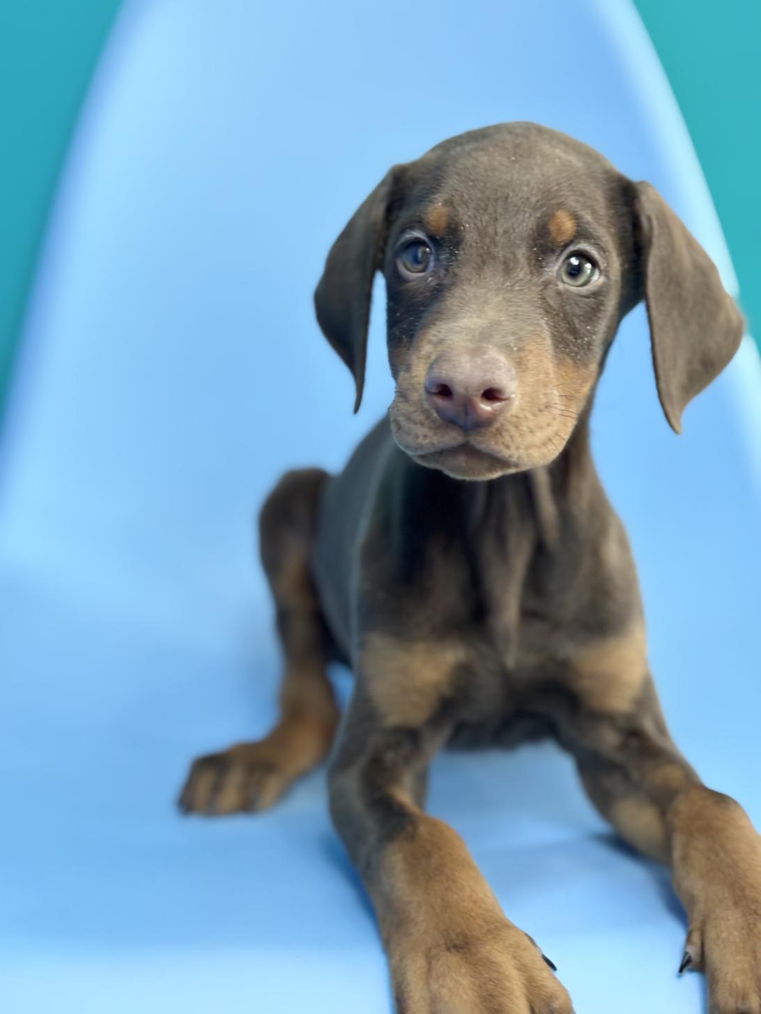 埼玉県のドーベルマン (ペッツスマイル加須インター店/2025年9月25日生まれ/男の子/チョコレートタン)の子犬の3枚目の画像