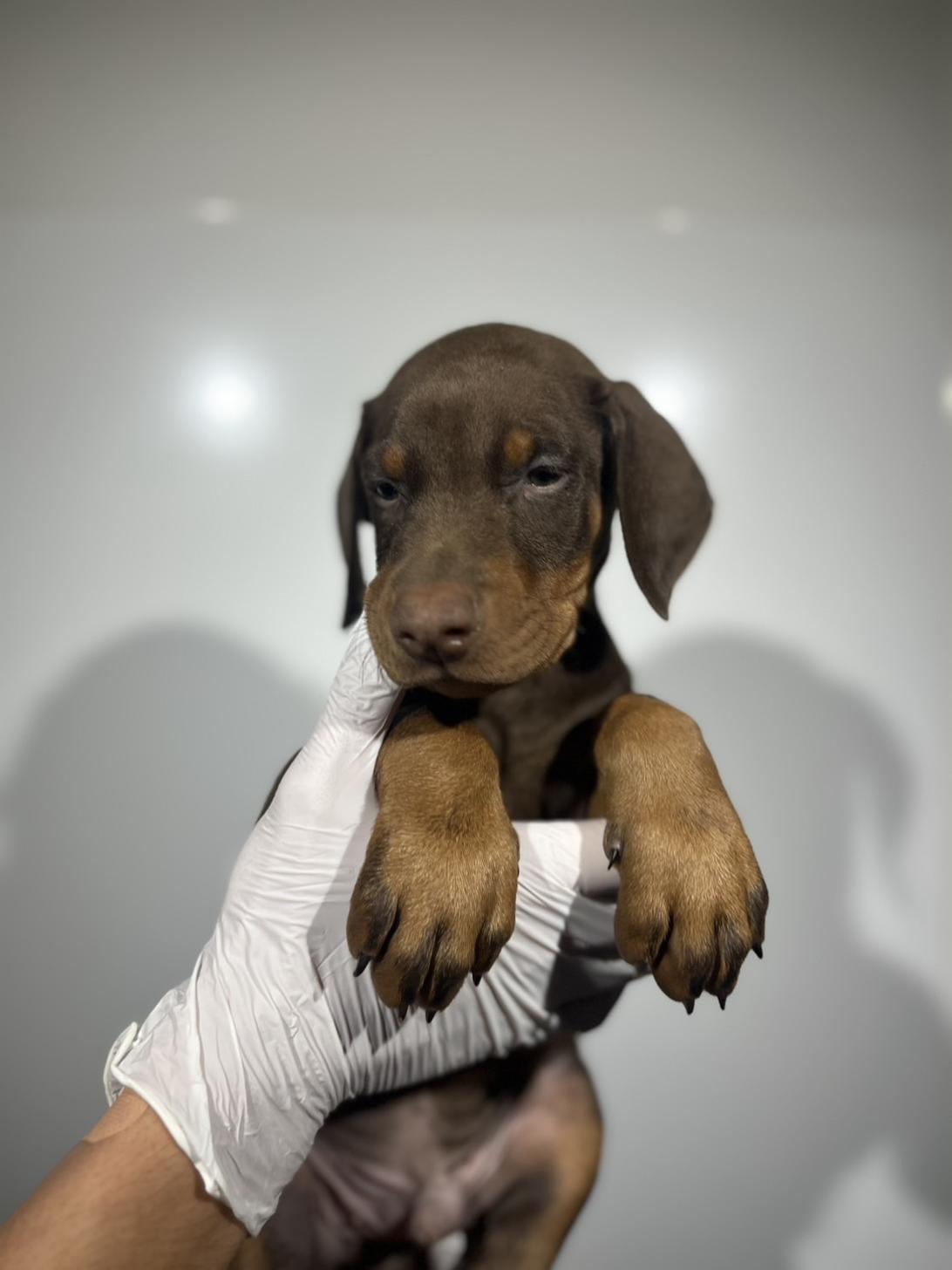 埼玉県のドーベルマン (ペッツスマイル加須インター店/2025年9月25日生まれ/男の子/チョコレートタン)の子犬の4枚目の画像