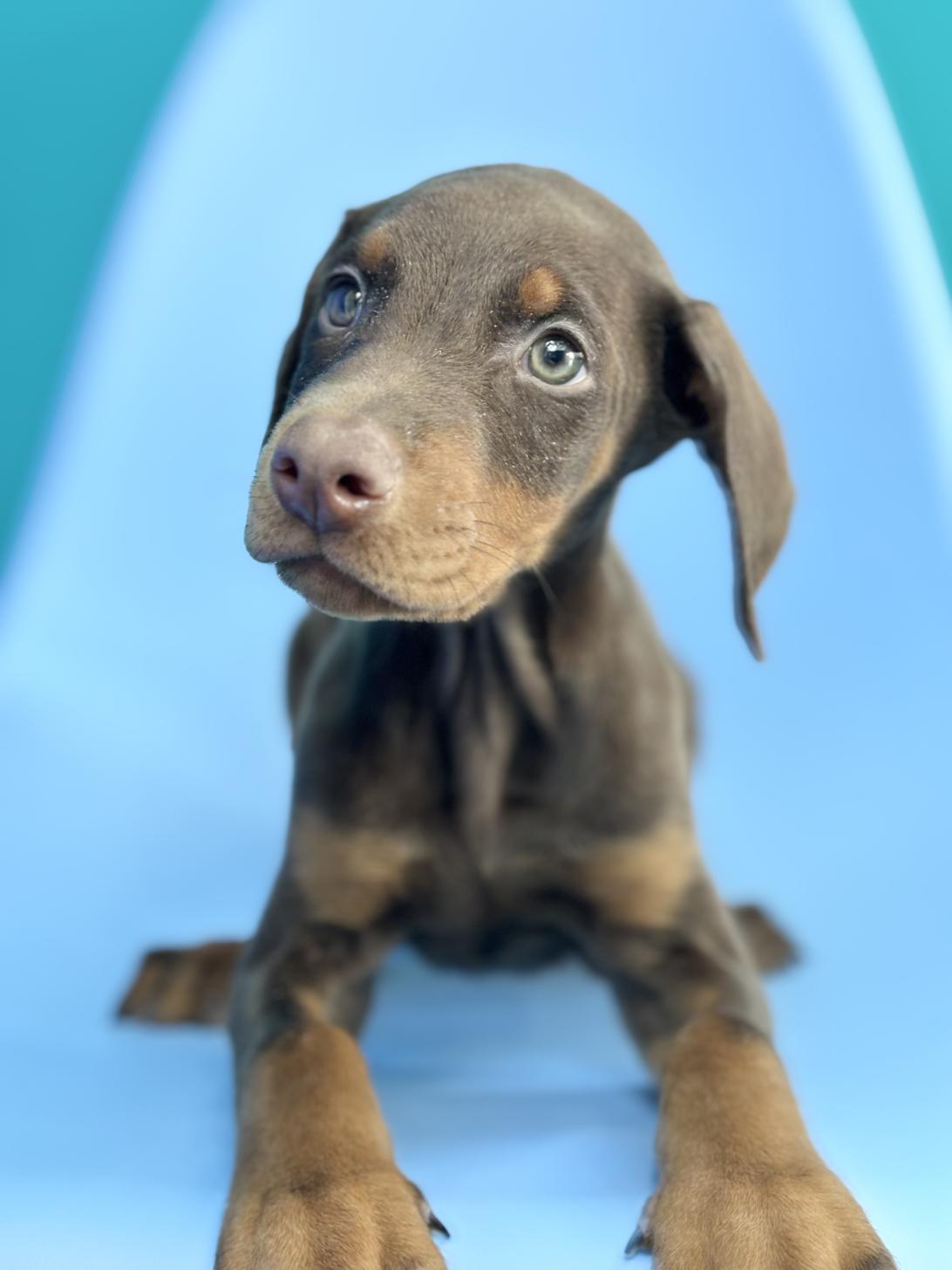 埼玉県のドーベルマン (ペッツスマイル加須インター店/2025年9月25日生まれ/男の子/チョコレートタン)の子犬の4枚目の画像