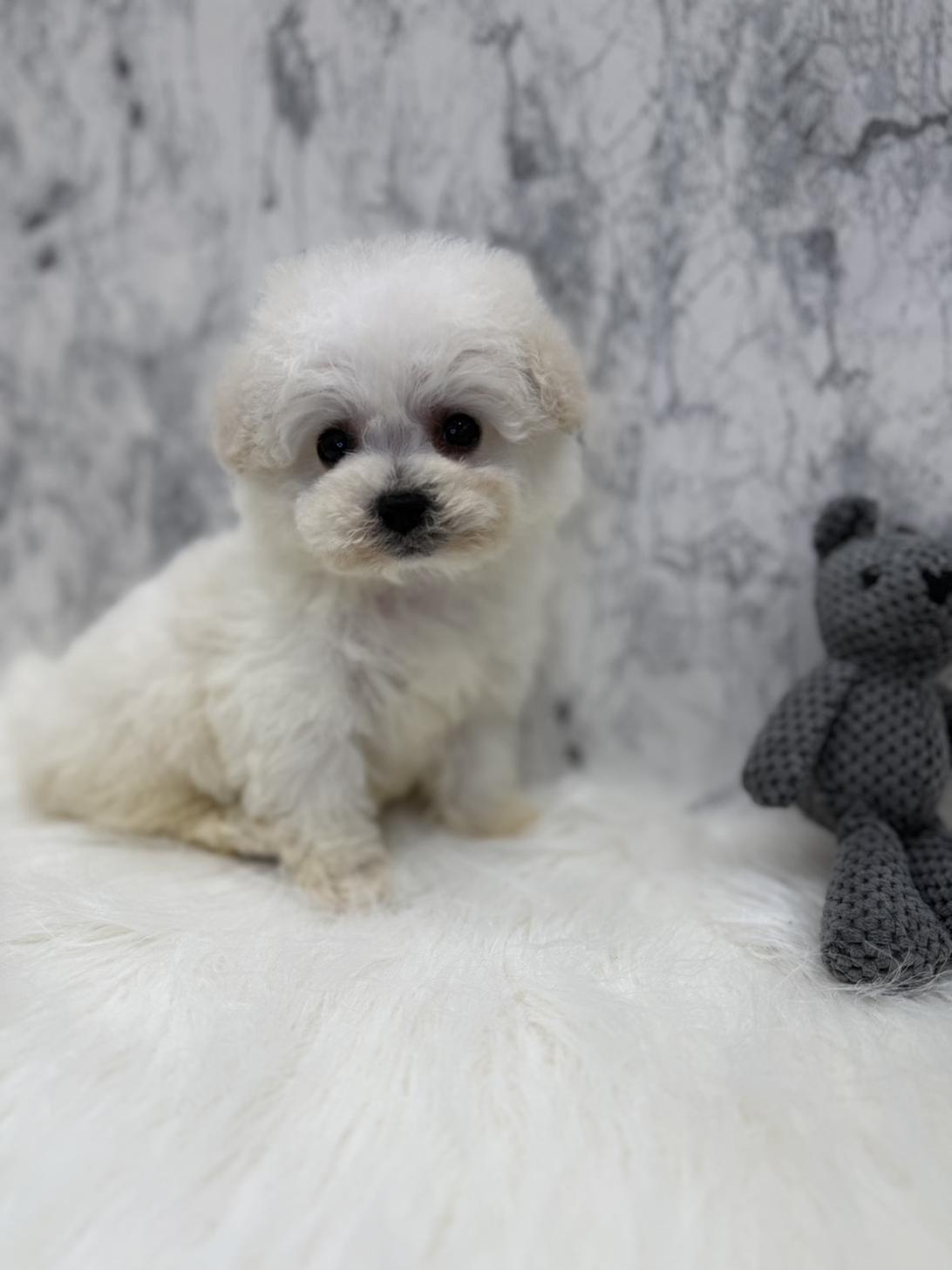 埼玉県のビションフリーゼ (PETSHOP FATIS/2025年12月20日生まれ/女の子/ホワイト)の子犬の1枚目の画像