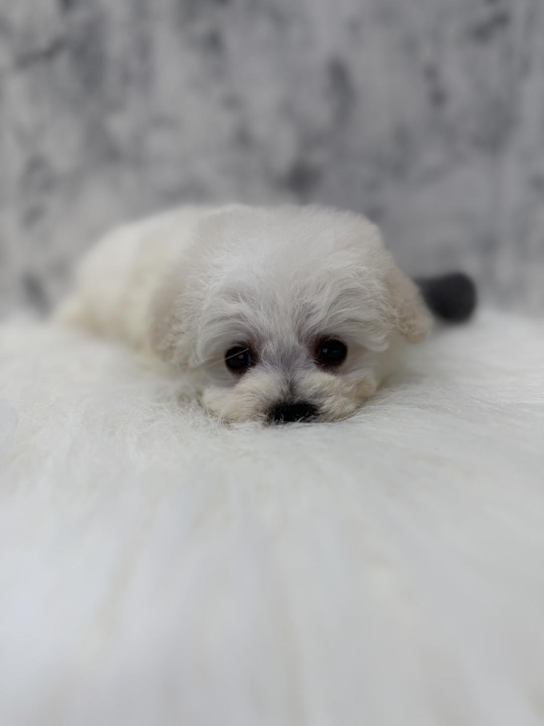 埼玉県のビションフリーゼ (PETSHOP FATIS/2025年12月20日生まれ/女の子/ホワイト)の子犬の2枚目の画像