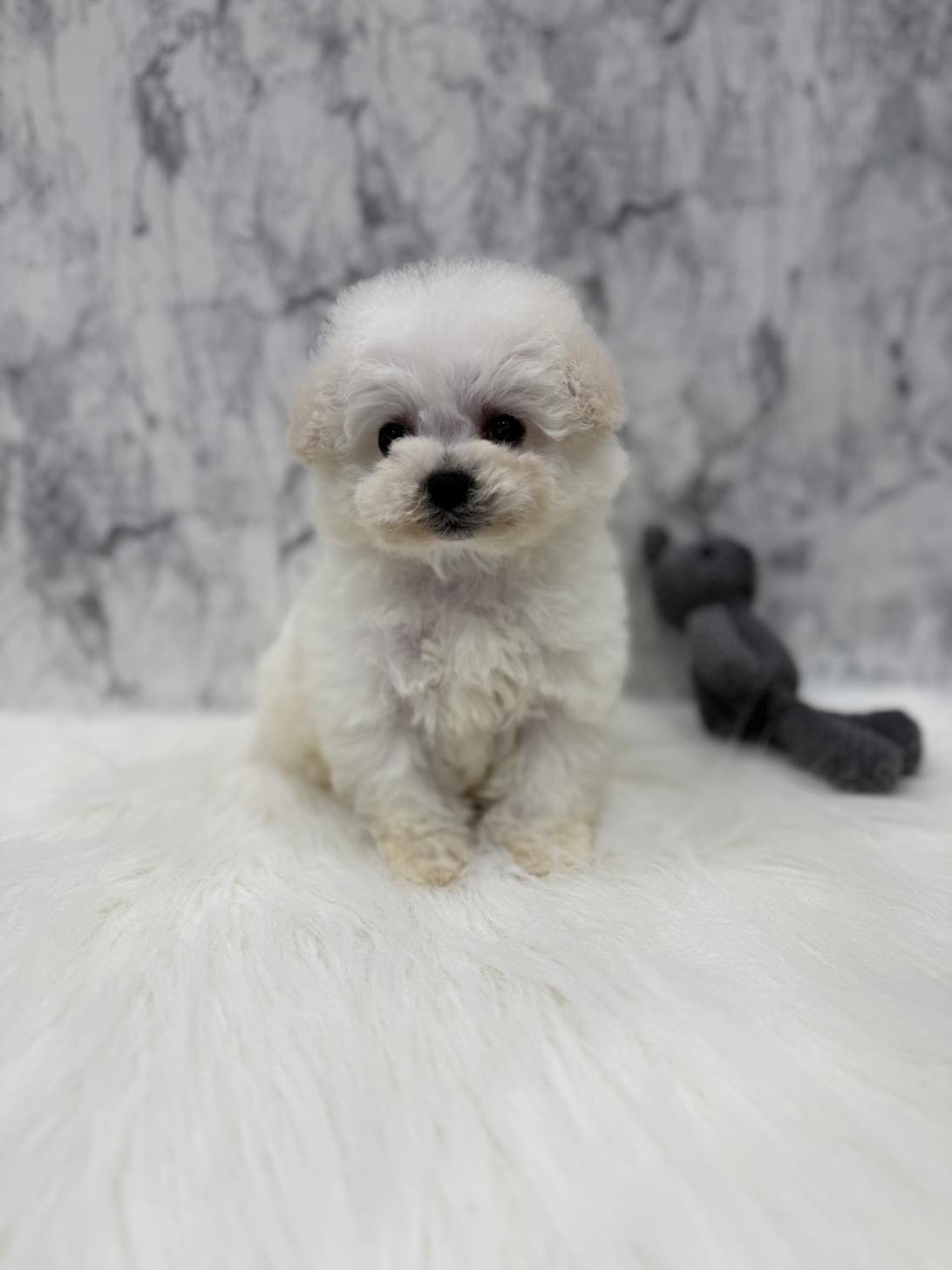 埼玉県のビションフリーゼ (PETSHOP FATIS/2025年12月20日生まれ/女の子/ホワイト)の子犬の3枚目の画像