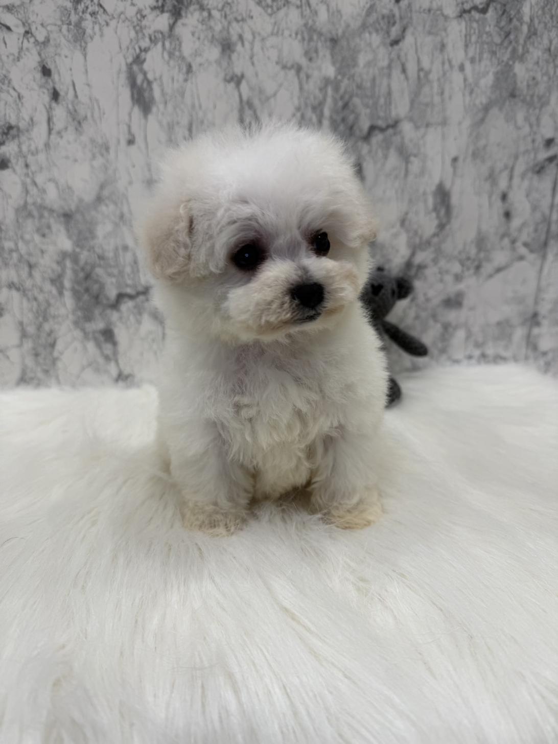 埼玉県のビションフリーゼ (PETSHOP FATIS/2025年12月20日生まれ/女の子/ホワイト)の子犬の4枚目の画像