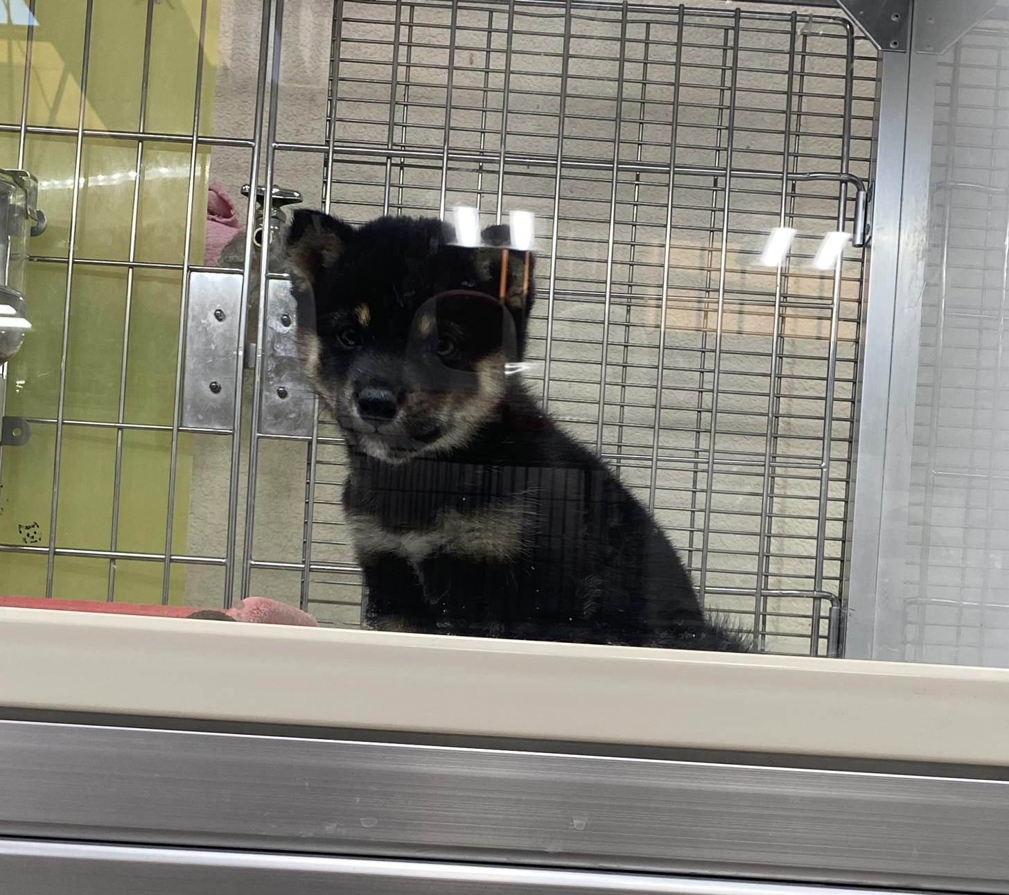 滋賀県の豆柴 (ナカニシケンネル/2025年10月3日生まれ/女の子/黒)の子犬