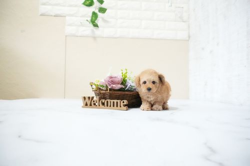 滋賀県のトイプードル(タイニー) (いっぷく湖南店/2025年11月15日生まれ/女の子/オレンジフォーン)の子犬の1枚目の画像