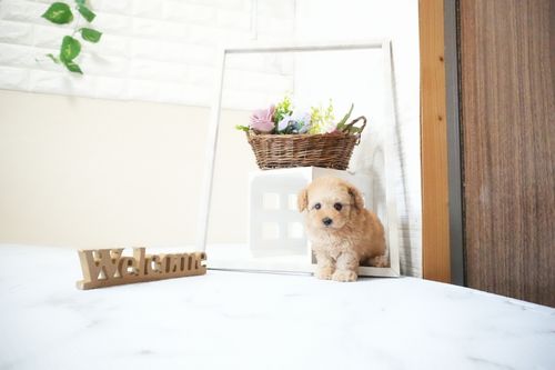 滋賀県のトイプードル(タイニー) (いっぷく湖南店/2025年11月15日生まれ/女の子/オレンジフォーン)の子犬の2枚目の画像