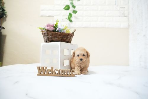 滋賀県のトイプードル(タイニー) (いっぷく湖南店/2025年11月15日生まれ/女の子/オレンジフォーン)の子犬の3枚目の画像