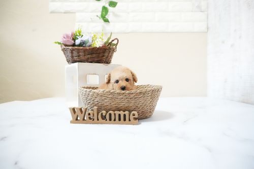 滋賀県のトイプードル(タイニー) (いっぷく湖南店/2025年11月15日生まれ/女の子/オレンジフォーン)の子犬の4枚目の画像