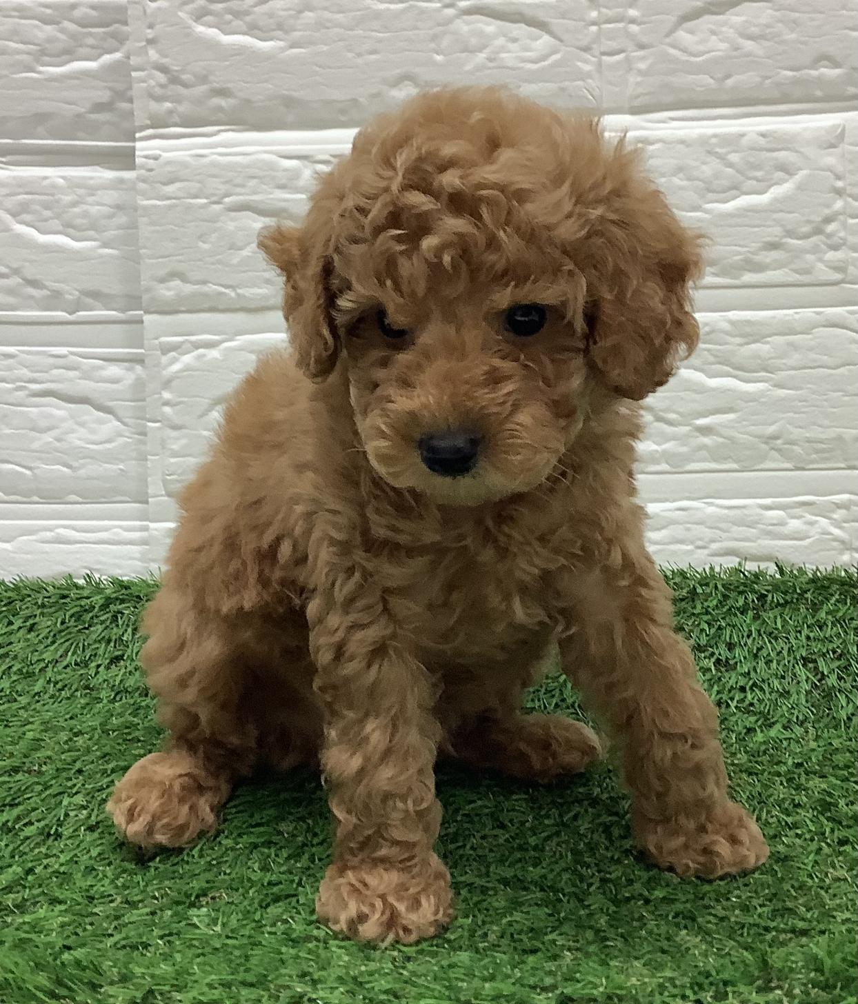 福岡県のトイプードル(トイ) (ディスワン ドッグズホーム大野城店/2025年8月31日生まれ/男の子/レッド)の子犬