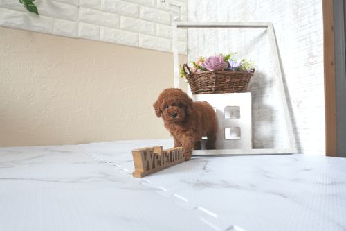 滋賀県のトイプードル(トイ) (いっぷく湖南店/2025年5月29日生まれ/男の子/レッドフォーン)の子犬の2枚目の画像