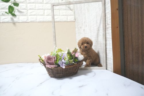 滋賀県のトイプードル(トイ) (いっぷく湖南店/2025年9月14日生まれ/女の子/オレンジフォーン)の子犬の1枚目の画像