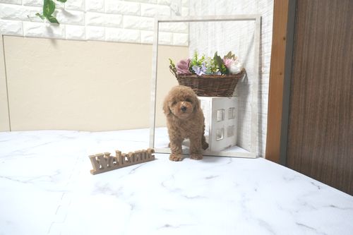 滋賀県のトイプードル(トイ) (いっぷく湖南店/2025年9月14日生まれ/女の子/オレンジフォーン)の子犬の2枚目の画像