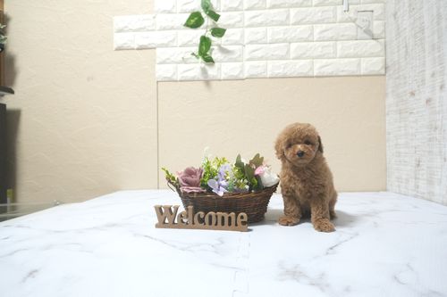 滋賀県のトイプードル(トイ) (いっぷく湖南店/2025年9月14日生まれ/女の子/オレンジフォーン)の子犬の3枚目の画像