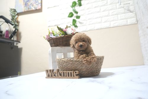 滋賀県のトイプードル(トイ) (いっぷく湖南店/2025年9月14日生まれ/女の子/オレンジフォーン)の子犬の4枚目の画像