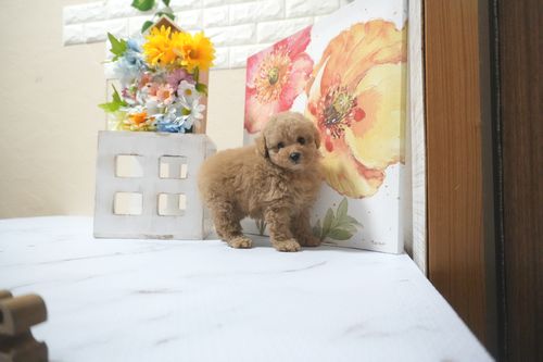 滋賀県のトイプードル(トイ) (いっぷく湖南店/2025年5月10日生まれ/女の子/オレンジフォーン)の子犬の4枚目の画像