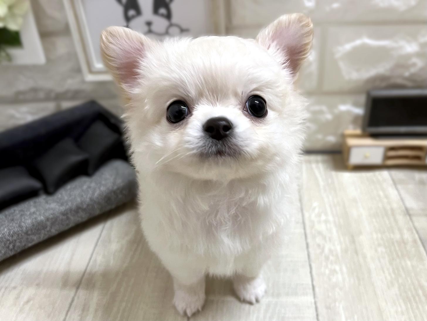 大阪府のチワワ(ロング) (DOGMAN平野瓜破店/2026年3月2日生まれ/男の子/クリーム)の子犬の1枚目の画像