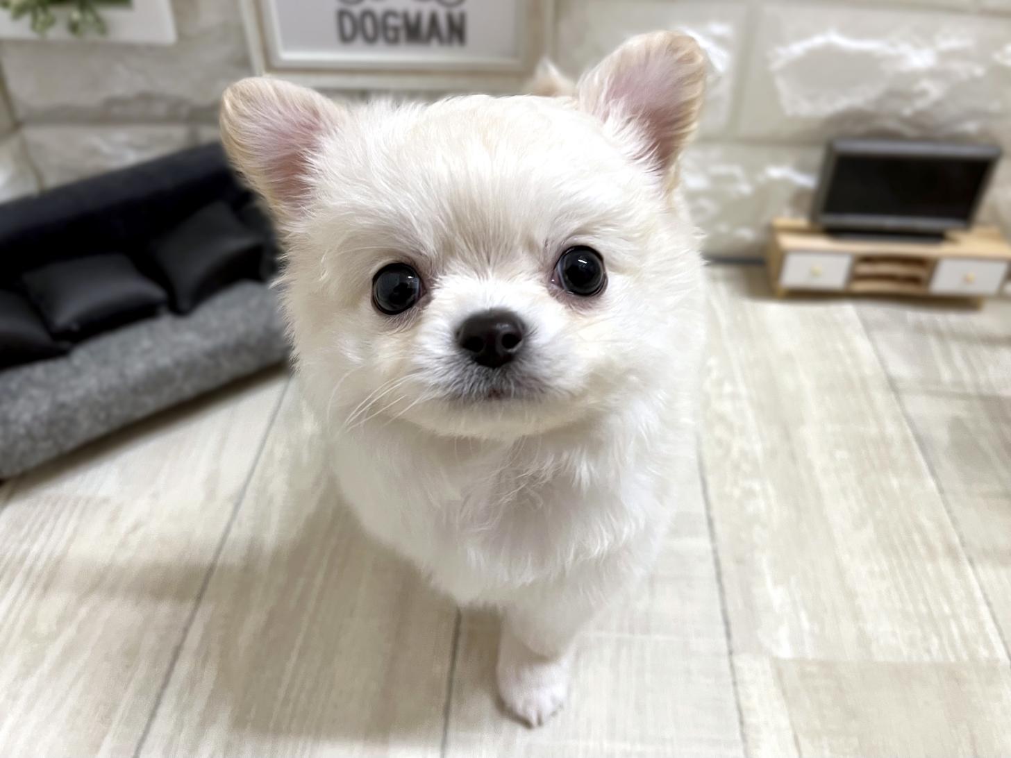 大阪府のチワワ(ロング) (DOGMAN平野瓜破店/2026年3月2日生まれ/男の子/クリーム)の子犬の2枚目の画像