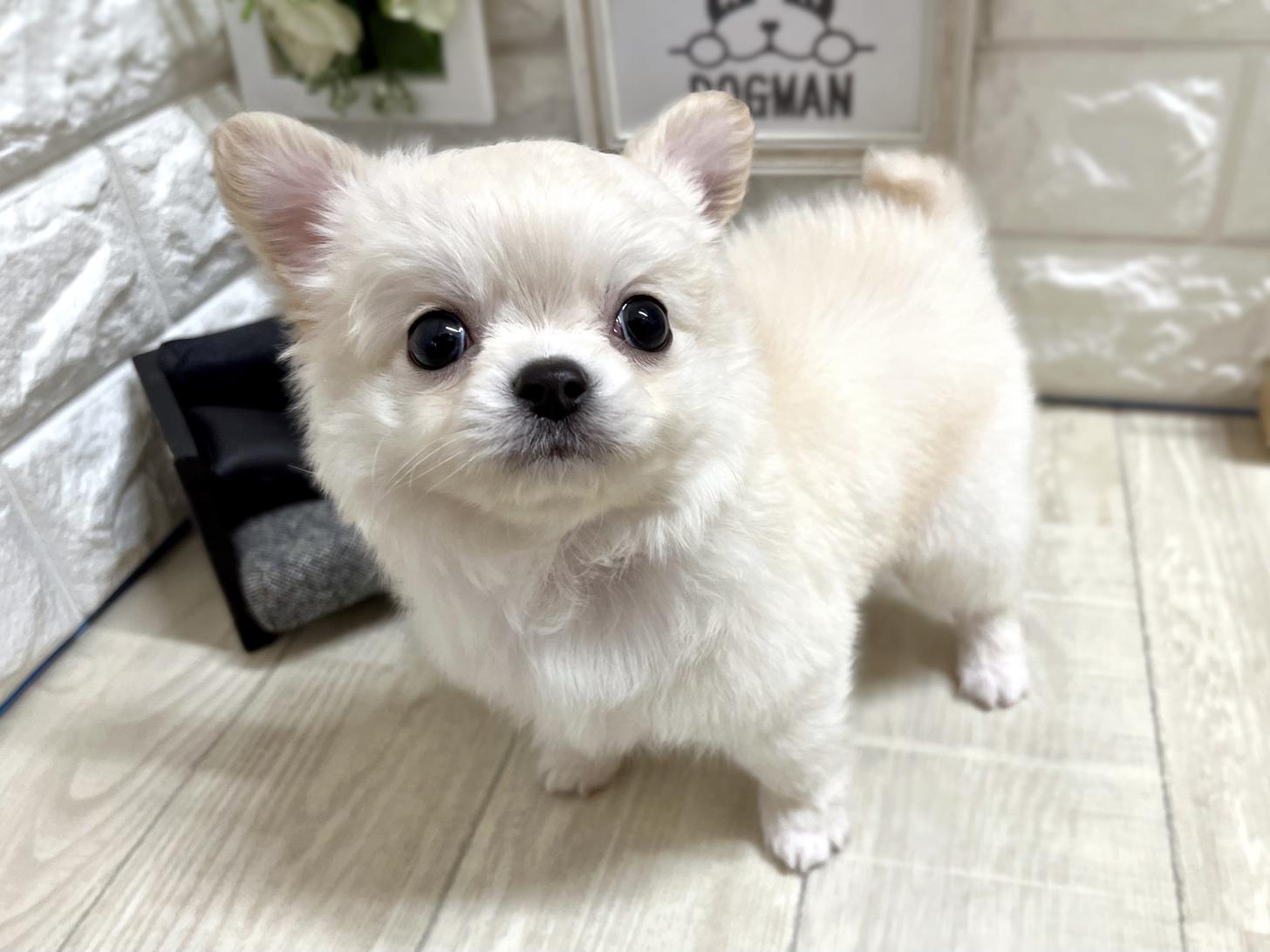 大阪府のチワワ(ロング) (DOGMAN平野瓜破店/2026年3月2日生まれ/男の子/クリーム)の子犬の3枚目の画像