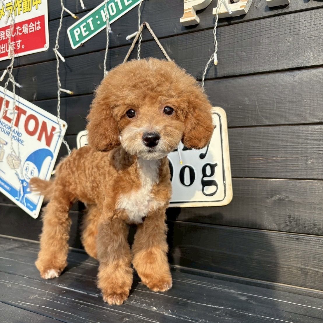 埼玉県のタイニープードル (ADELE PETS/2024年12月28日生まれ/女の子/パーティーカラー)の子犬