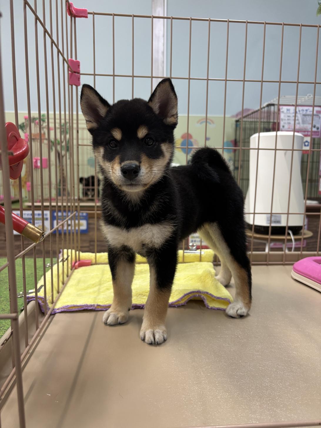 愛知県の柴犬(標準サイズ) (子いぬの足あと/2025年7月31日生まれ/女の子/黒)の子犬
