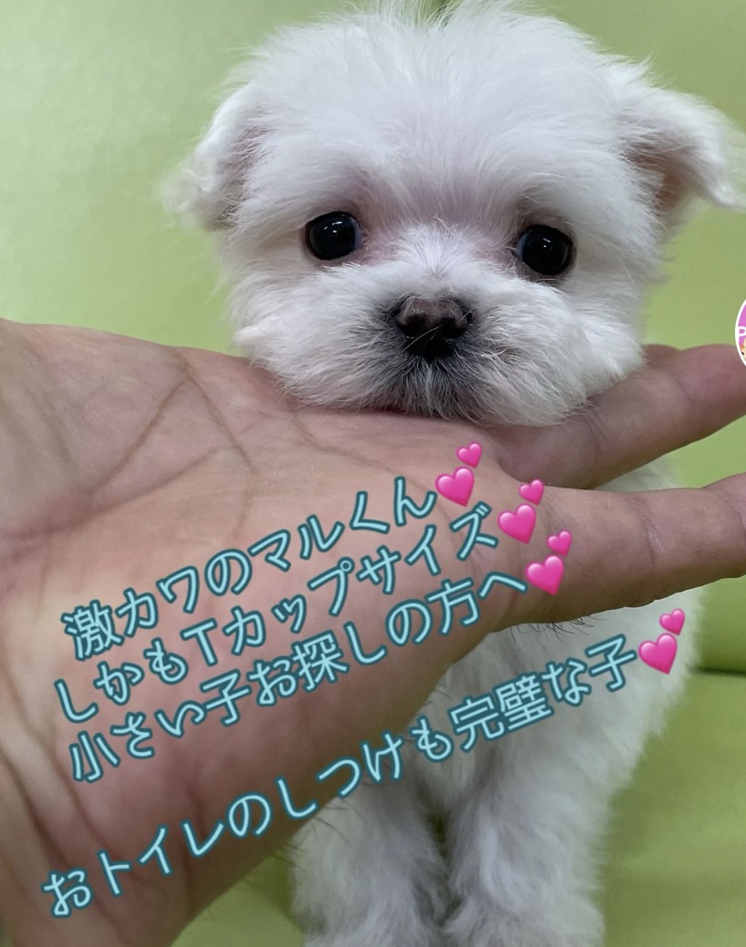 神奈川県のマルチーズ (Puppyカフェ/2024年11月3日生まれ/男の子/ホワイト)の子犬