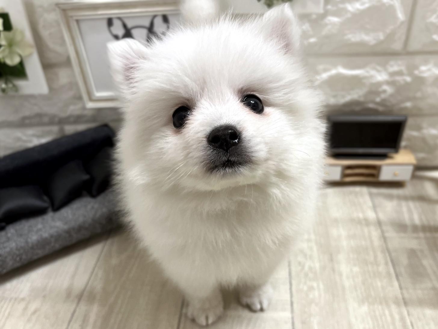 大阪府の日本スピッツ (DOGMAN平野瓜破店/2026年3月8日生まれ/女の子/ホワイト)の子犬の1枚目の画像