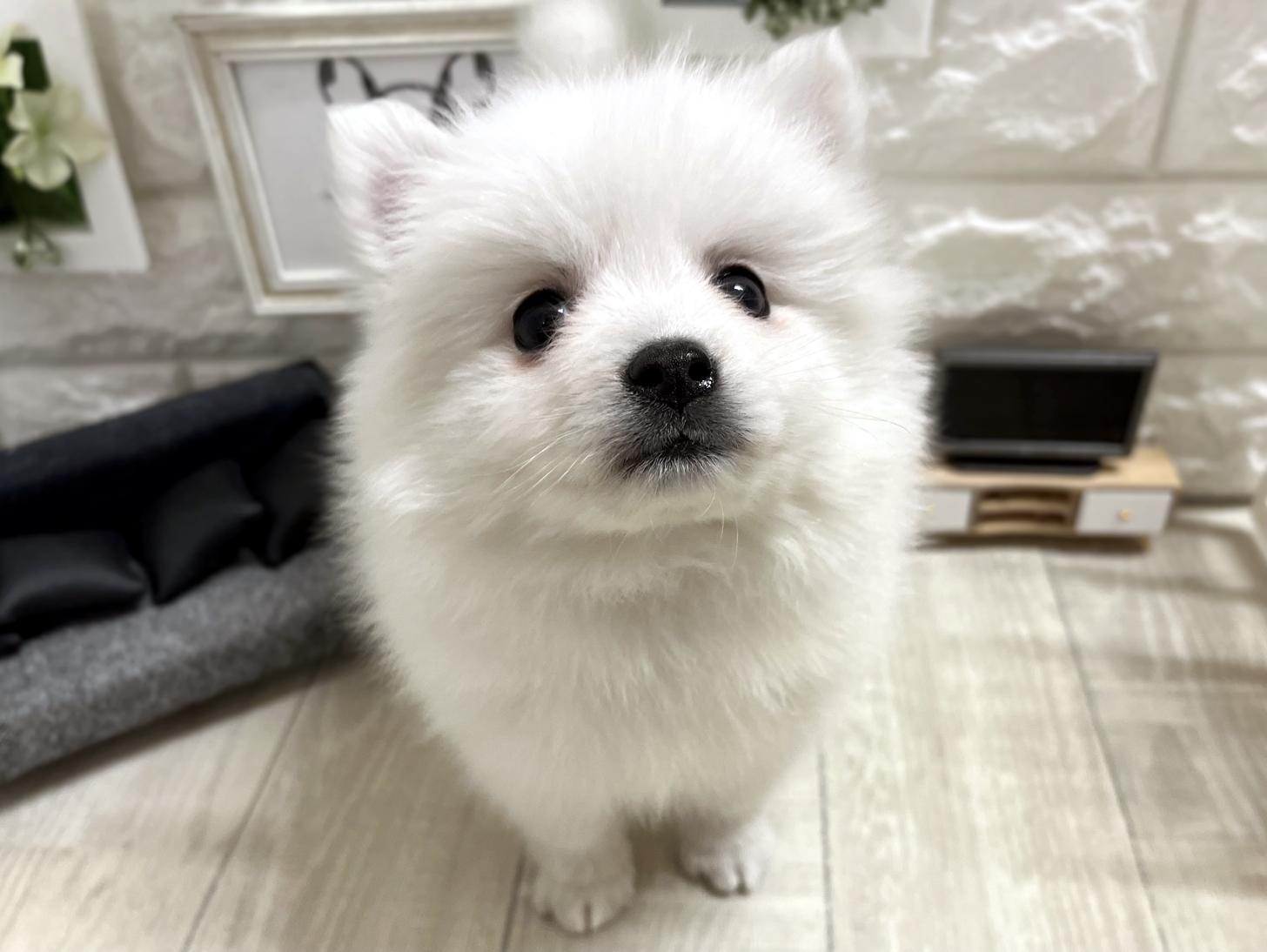 大阪府の日本スピッツ (DOGMAN平野瓜破店/2026年3月8日生まれ/女の子/ホワイト)の子犬の2枚目の画像