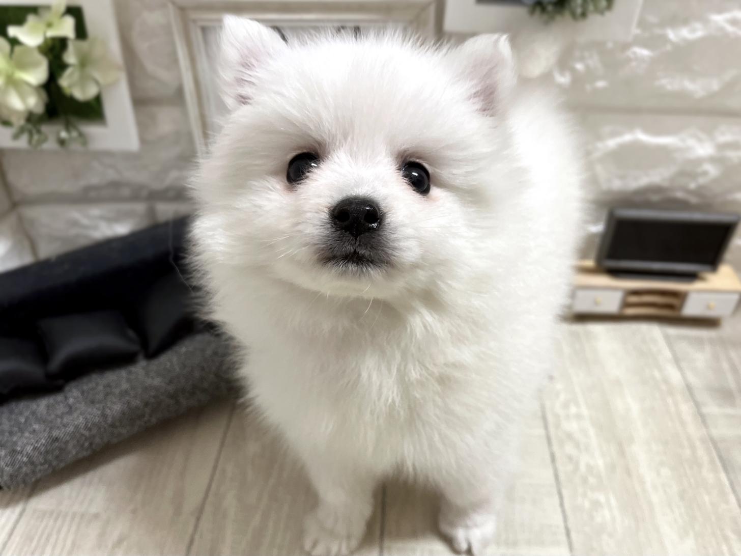 大阪府の日本スピッツ (DOGMAN平野瓜破店/2026年3月8日生まれ/女の子/ホワイト)の子犬の3枚目の画像