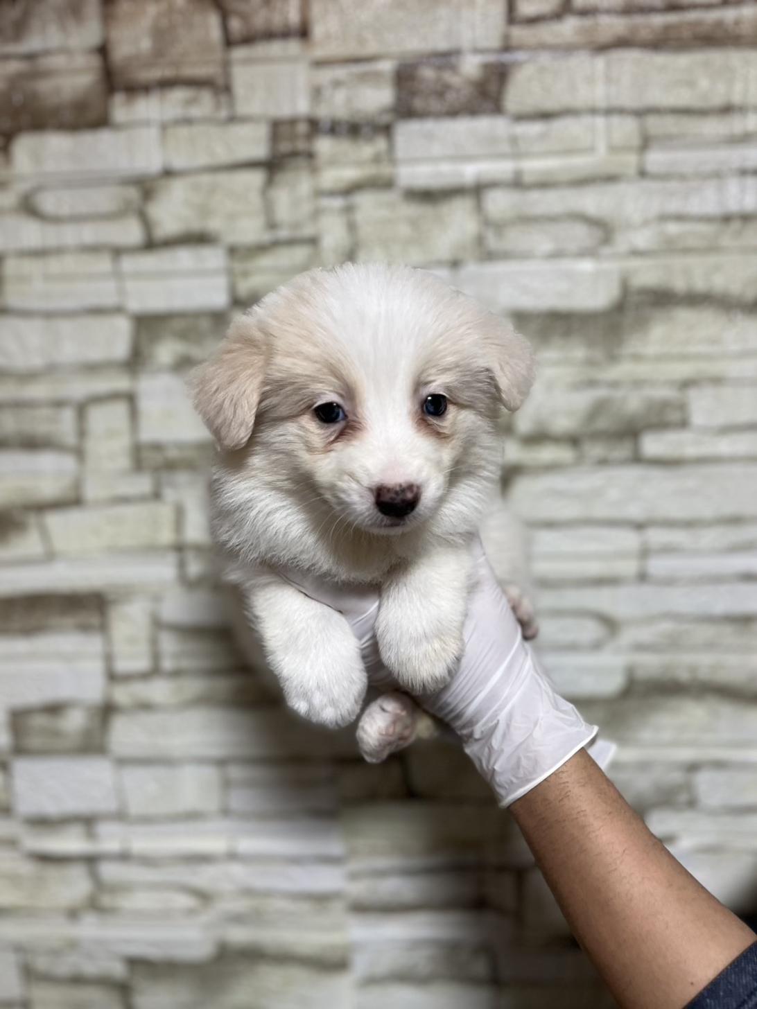 埼玉県のボーダーコリー (ペッツスマイル加須インター店/2025年10月26日生まれ/女の子/レッドホワイト)の子犬の1枚目の画像