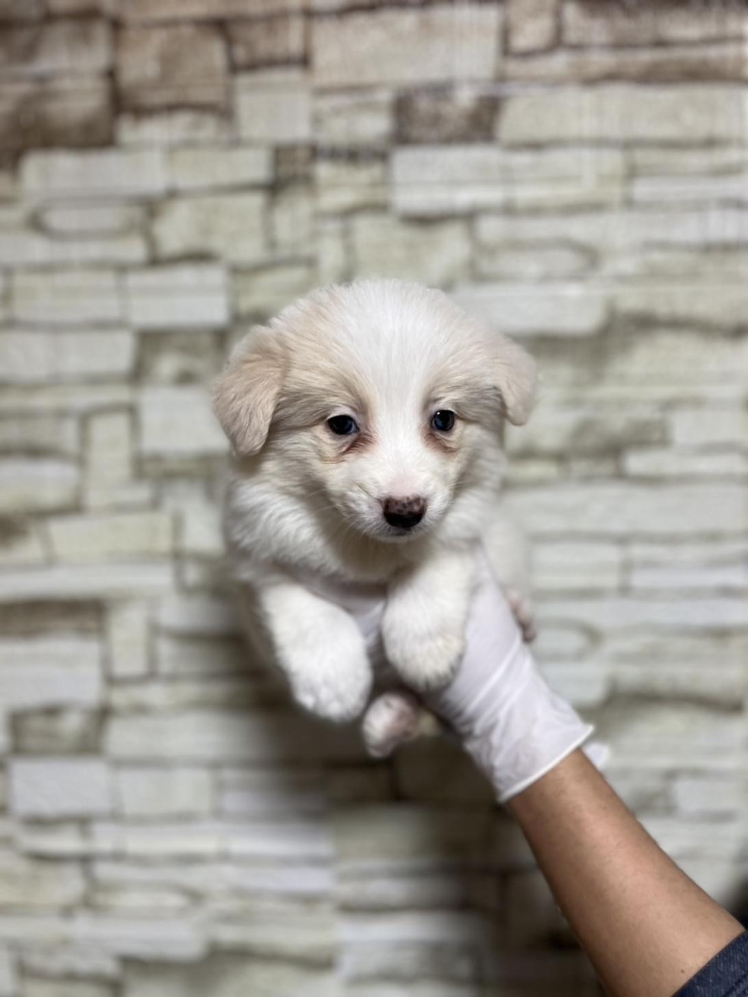 埼玉県のボーダーコリー (ペッツスマイル加須インター店/2025年10月26日生まれ/女の子/レッドホワイト)の子犬の2枚目の画像