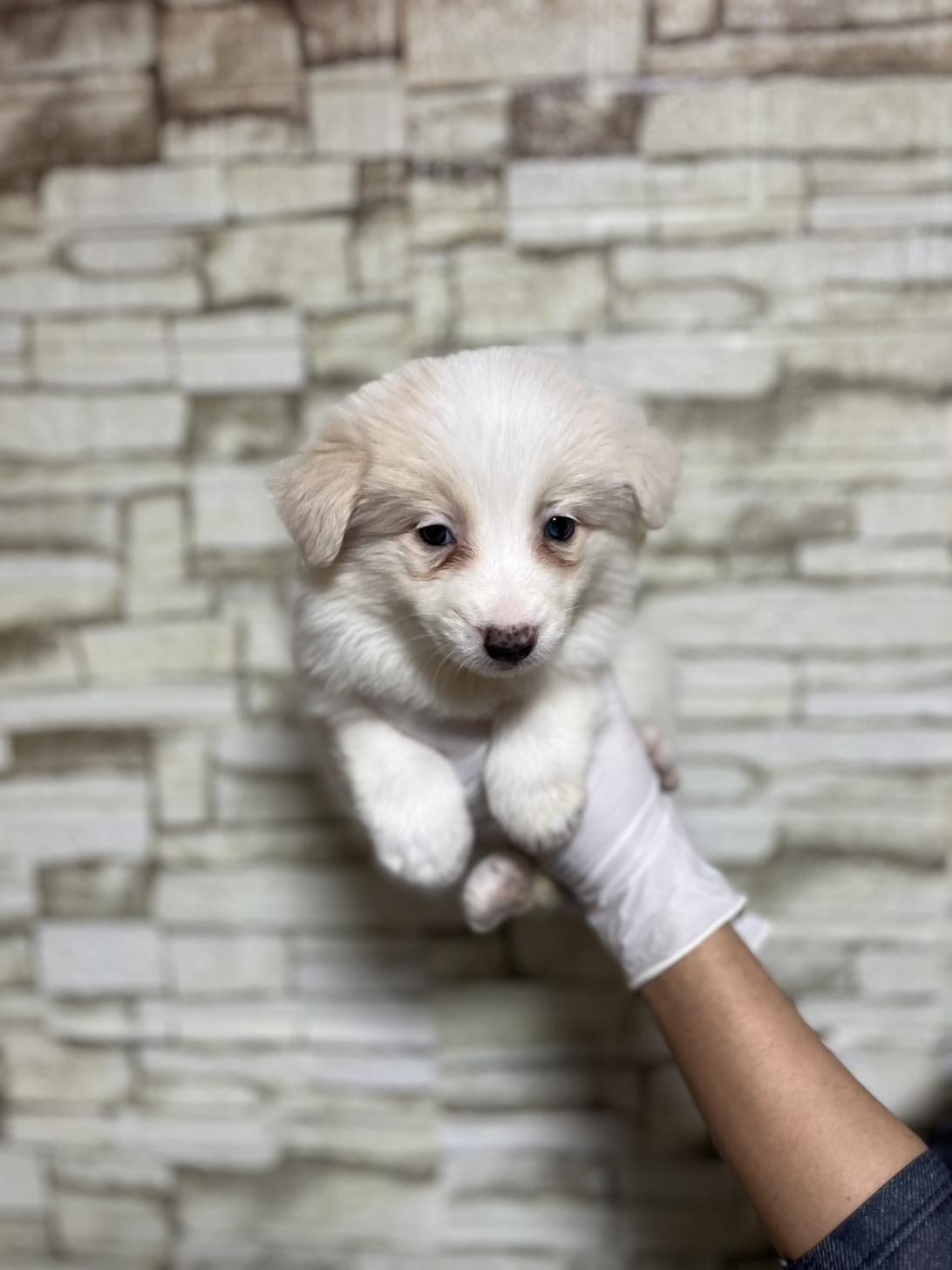 埼玉県のボーダーコリー (ペッツスマイル加須インター店/2025年10月26日生まれ/女の子/レッドホワイト)の子犬の3枚目の画像