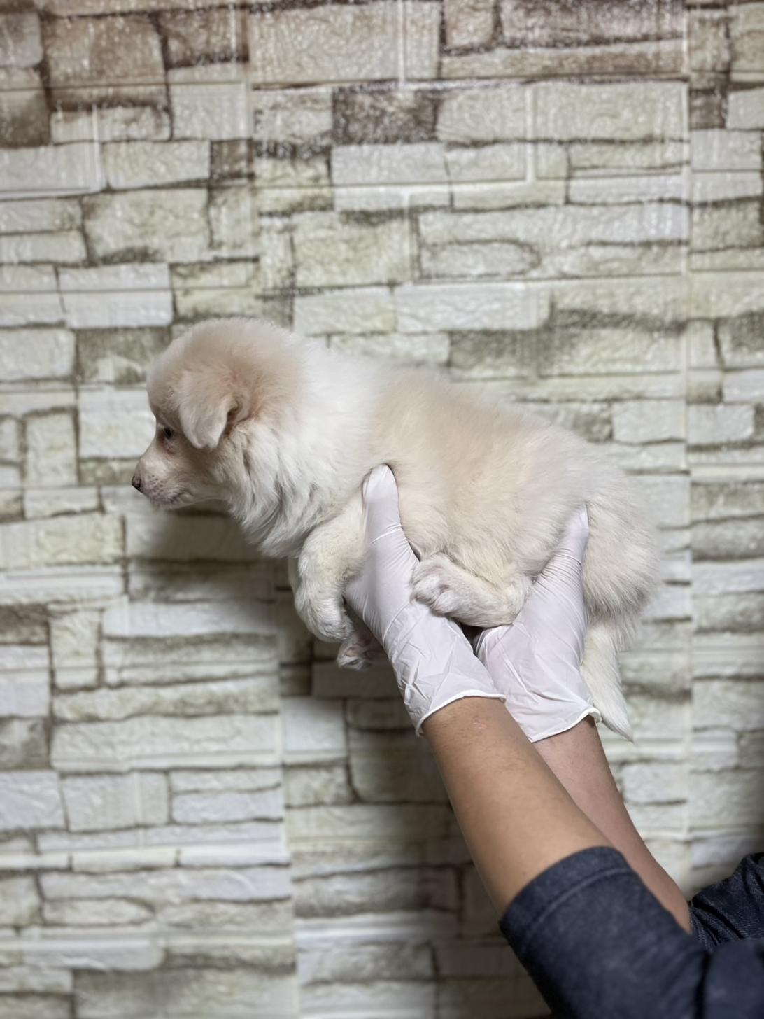 埼玉県のボーダーコリー (ペッツスマイル加須インター店/2025年10月26日生まれ/女の子/レッドホワイト)の子犬の4枚目の画像