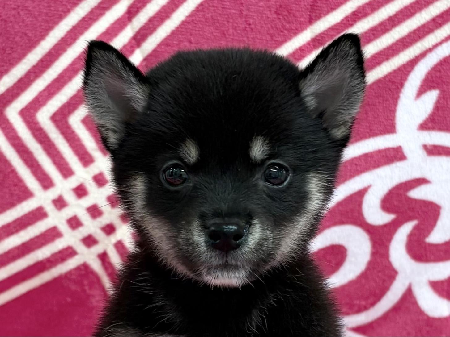 愛知県の豆柴 (ハピースペット春日井アミーゴ店/2026年6月27日生まれ/女の子/黒)の子犬の2枚目の画像