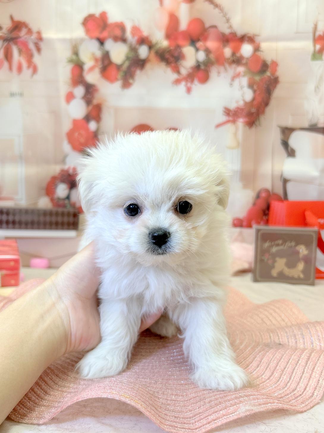 北海道のチワマル/マルチワ(チワワ×マルチーズ) (ラブワンコ平岸店/2025年12月9日生まれ/女の子/クリーム)の子犬