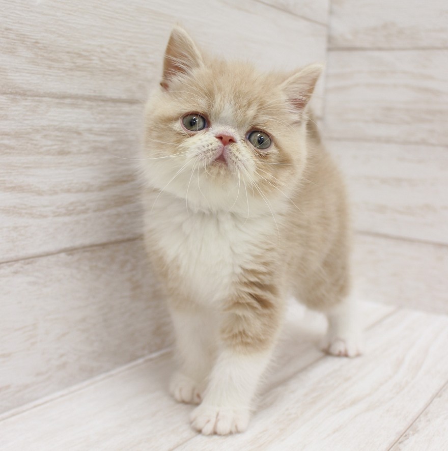 千葉県のエキゾチックショートヘアー (ペピカファミリー松戸店/2026年2月25日生まれ/男の子/クリームホワイト)の子猫の1枚目の画像